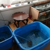 エアコン設置のため金魚部屋へ移動