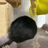 くろごまあん二世 289日目