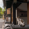 近隣繁華街のねこさん