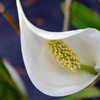 水芭蕉の公園へ