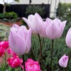 ＊雨上がりのチューリップ＆ホスタの目覚め