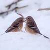 仏沼にベニマシコ（青森県）