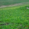 Glacier国立公園の旅　（5）Logan Pass