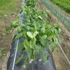 ピーマン　収穫開始