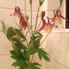 Flower in the rest room