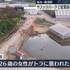 動画映像！栃木県那須町の那須サファリパークで26歳女性飼育員が虎に噛まれ重体