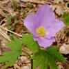 野の花観察会  - 1