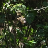 Thick-billed Seedeater ハシブトクロカナリア