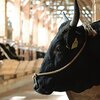 プレゼントに迷ったら「ブランド和牛1頭」はいかが？焼肉にもステーキにもすき焼きにも最適！