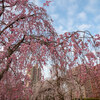 宮城県仙台市：榴岡公園　桜