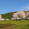 Hinachan ・桜・本谷公園 ( 2011-04-13 )　２