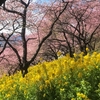 菜の花の黄色って綺麗だと思いませんか。