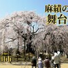 桜の名所【 麻績の里 舞台桜 】＠飯田市｜超希少のシダレザクラで有名