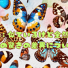 蛾と蝶：似ているけど全然違う！その驚きの差異について🦋