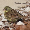 兵庫県）北雲雀きずきの森。アオジ、シロハラ、ジョウビタキ、ルリビタキ、ホオジロ、イソヒヨドリ、シジュウカラ、メジロ。