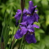 「カマヤマショウブ（蒲山菖蒲）」がしっとり雨に濡れて…。