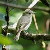 都市公園を渡去の夏鳥が乱舞