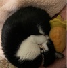 黒をケージから出しました！～先住猫と新入猫