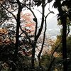 鎌倉の紅葉Ⅲ