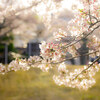 今更ながら、ソメイヨシノの撮影③
