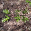 Euonymus alatus var. alatus f. striatus　コマユミ