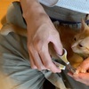 子猫の爪切りは一週間に一度がお勧め！爪切りは自分でできるけど注意が必要！