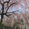 二ヶ領用水の桜 2018年４月１日 たいがい散り始めでした