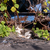 地元漁港のねこさん