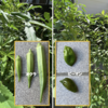 庭で夏野菜 78　【オクラ、ピーマン】