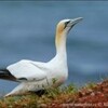 「世界一孤独な鳥」「仲間のいないナイジェル」死す