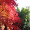 東山旧岸邸と秩父宮記念公園にて今年の紅葉の見納め。