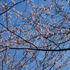 木場公園の大寒桜