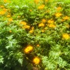 太陽に輝くオレンジの花＼(^o^)／