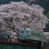 ３年ぶりの家山の桜　～川原を行く～