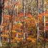 岩手山七滝の紅葉