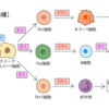 【健康事典】《第１０章ー免疫》  防御の要！免疫機能