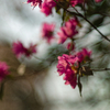春の始まりは KODAK CCDから： Leica M9 + 100mm バブルレンズ のケミストリー