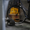 近隣繁華街のねこさん
