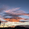 寒くて疲れるからって寝てたら、春になっていたよ