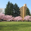 【仙台】それでも、春は来る。