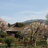 土曜日の御殿場での花見