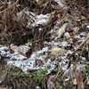 桜吹雪に粉雪が舞う