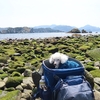 【犬連れ日帰りドライブ】【堂ヶ島のトンボロ】【黄金崎公園の桜】静岡県 西伊豆町  2025年3月