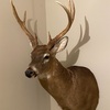 A Taxidermy of Deer [30th day]