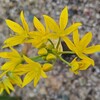 2024年5月の花木と草花　8.アリウム・モーリー