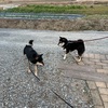 黒柴 🐶 つん