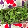山菜で食費節約🌿ワラビやコゴミを料理