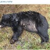 クマ出没ニュース！丹沢山塊ツキノワグマの状況とコロナウイルス終息後の登山の注意！