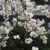桜 2024 … Part 4