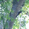 キタヨコジマオニキバシリ Northern Barred Woodcreeper